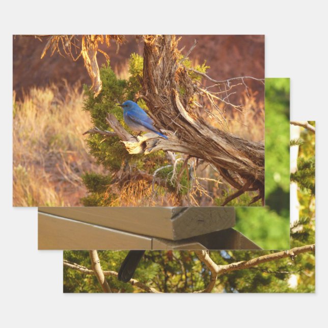 Mountain Bluebird at Arches National Park Wrapping Paper Sheet (Set)
