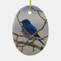 Mountain Bluebird