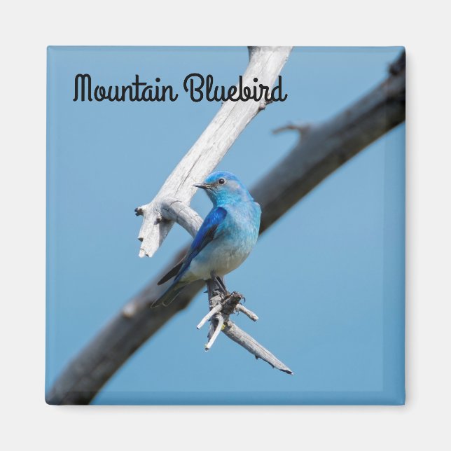 Mountain Bluebird Magnet (Front)