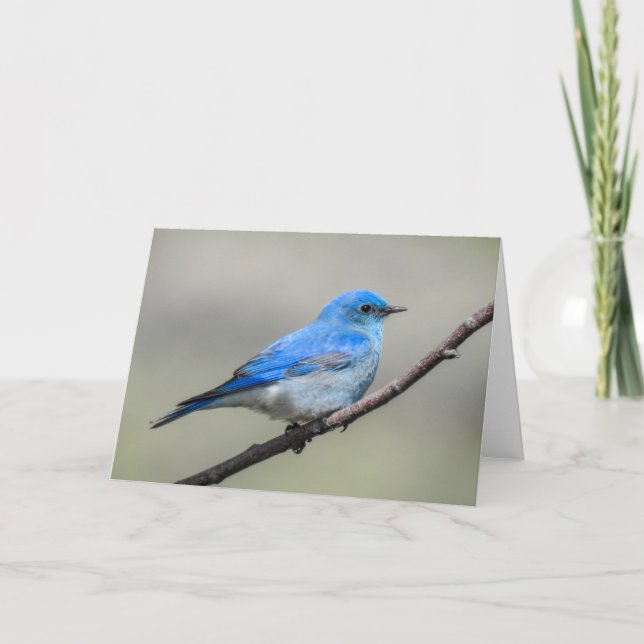 Mountain Bluebird Notecard (Front)