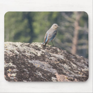 Mountain Bluebird on Granite Mouse Pad