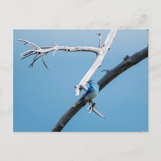 Mountain Bluebird Postcard (Front)