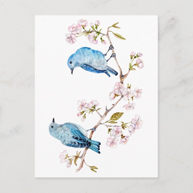 Mountain Bluebirds on Sakura Branch Postcard (Front)