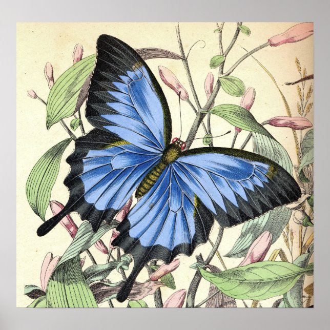 Mountain Blues Butterfly Poster (Front)