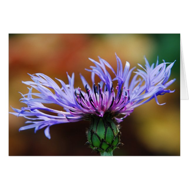 Mountain Bluet Card (Front Horizontal)