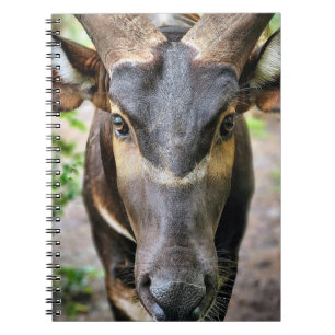 Mountain Bongo Antelope Notebook