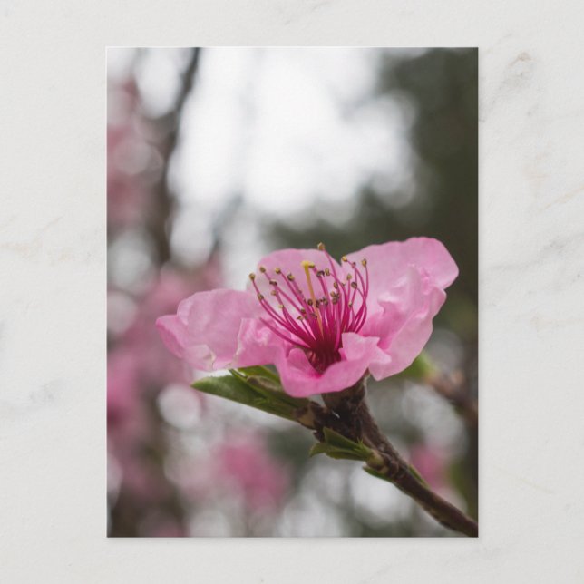 Mountain Cherry Blossom Wildflower Postcard (Front)