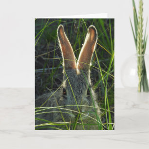 Mountain Cottontail Notecard