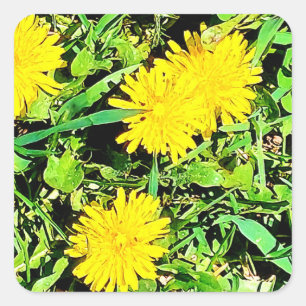 Mountain Dandelions Pic From Spring Ottawa Canada Square Sticker
