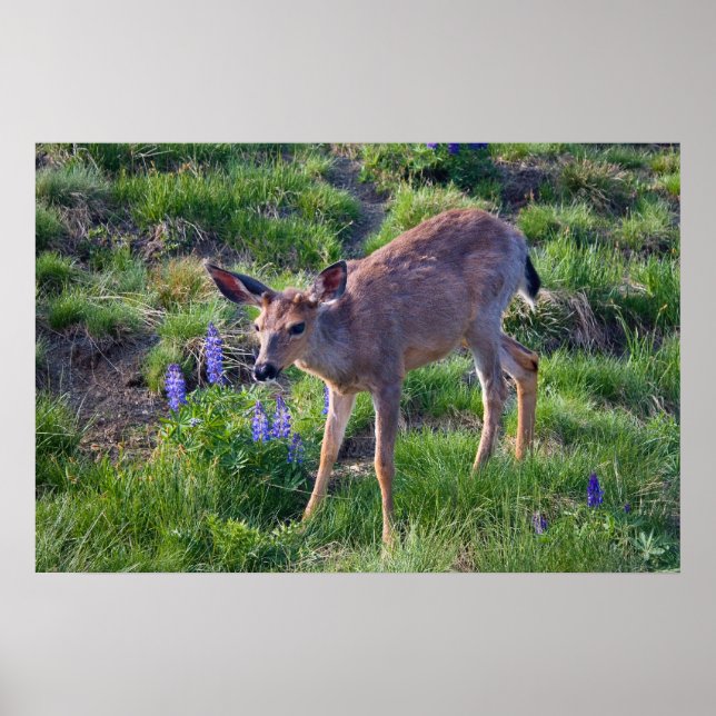 Mountain Deer and Lupine Print (Front)