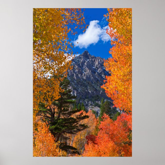 Mountain framed in fall foliage, CA Poster (Front)