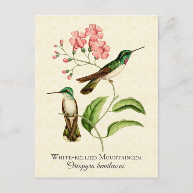 Mountain Gem Hummingbird Vintage Art Postcard (Front)