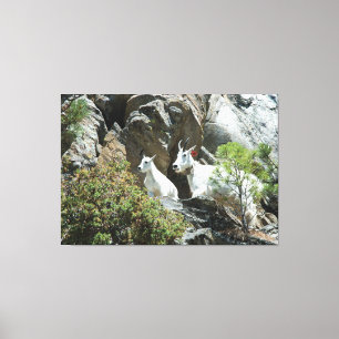 Mountain Goat and Kid - Wildlife Photography Canvas Print