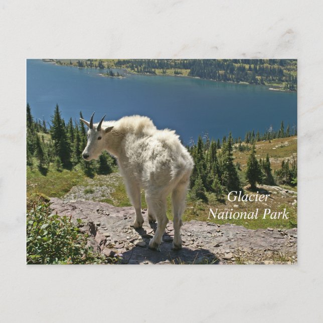 Mountain Goat at Glacier National Park Postcard (Front)