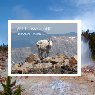 Mountain Goat, Froze to Death Plateau, Yellowstone Postcard