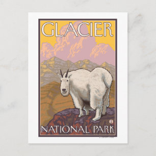 Mountain Goat - Glacier National Park, MT Postcard