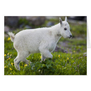 Mountain goat kid at Logan Pass in Glacier
