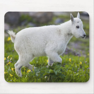 Mountain goat kid at Logan Pass in Glacier Mouse Pad