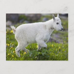 Mountain goat kid at Logan Pass in Glacier Postcard