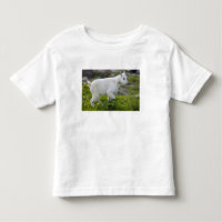 Mountain goat kid at Logan Pass in Glacier