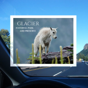 Mountain Goat Kid on Cliff, Glacier National Park Postcard