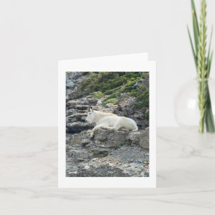 Mountain Goat Photo Note Card