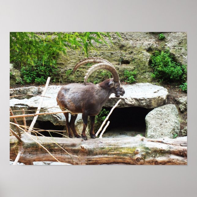 Mountain goat poster (Front)