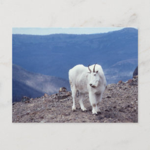 Mountain Goat Wildlife Series # 11 Postcard