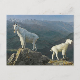 Mountain Goats by Albert Bierstadt Postcard