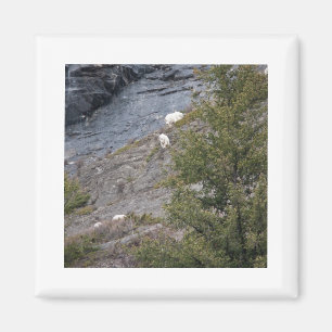 Mountain Goats Magnet