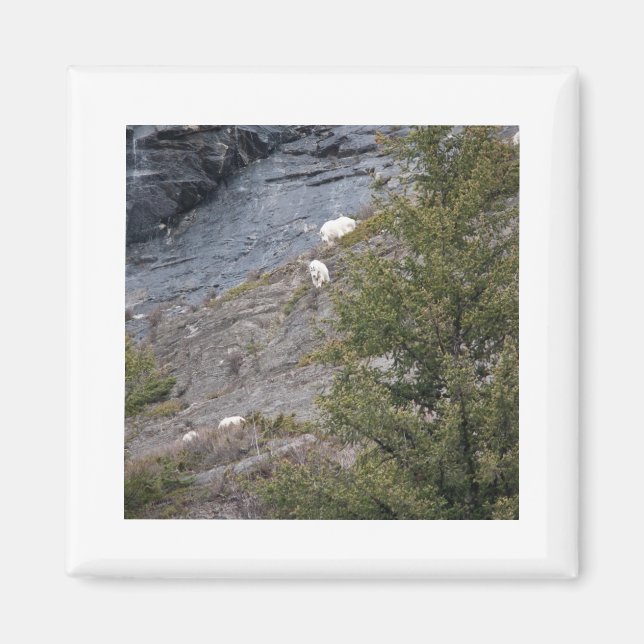 Mountain Goats Magnet (Front)