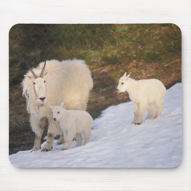 mountain goats mouse pad (Front)
