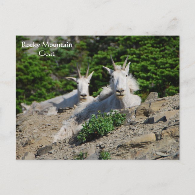 Mountain Goats on Rock Ledge Wildlife Series # 18 Postcard (Front)