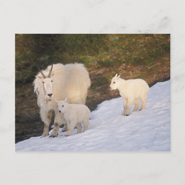 mountain goats postcard (Front)