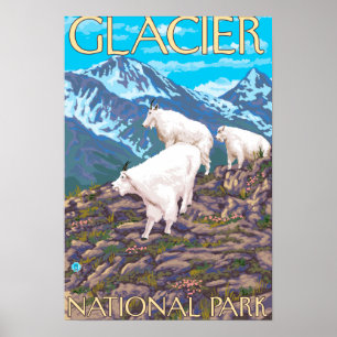 Mountain Goats Scene - Glacier National Park, Poster