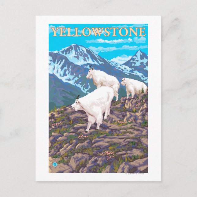 Mountain Goats Scene - Yellowstone National Park Postcard (Front)