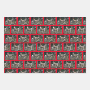 Mountain Goats wearing Santa Claus Hats for Christ Wrapping Paper Sheet