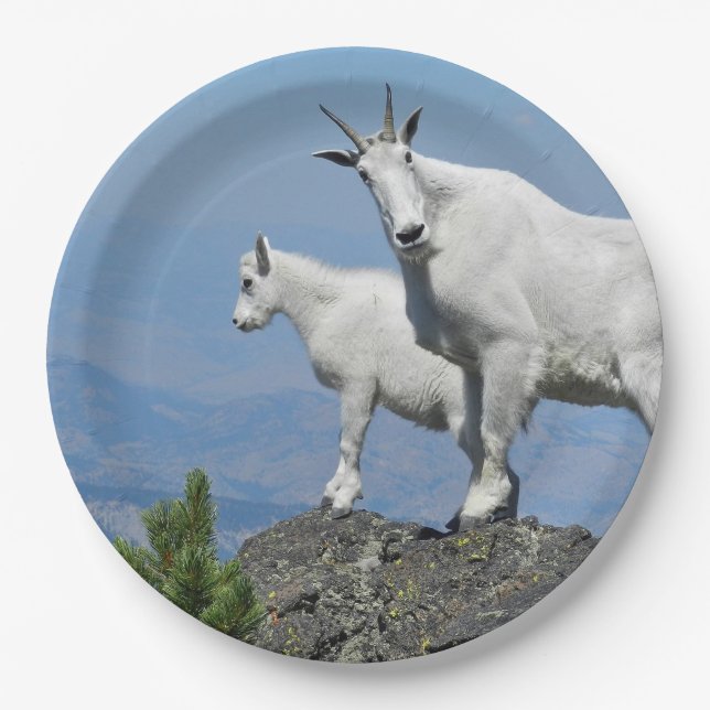 Mountain Goats White Wildlife Photo Paper Plate (Front)