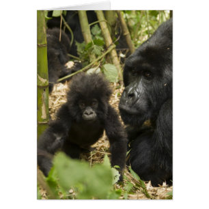 Mountain Gorilla, adult with young