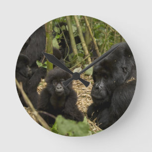 Mountain Gorilla, adult with young 2 Round Clock