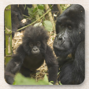 Mountain Gorilla, adult with young Coaster