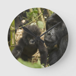 Mountain Gorilla, adult with young Round Clock