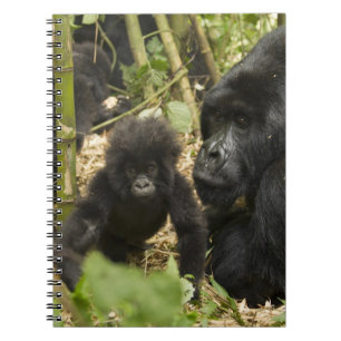 Mountain Gorilla, adult with young Spiral Notebook