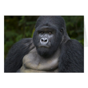 Mountain Gorilla and Silverback