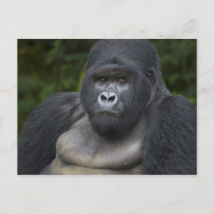 Mountain Gorilla and Silverback 4 Postcard