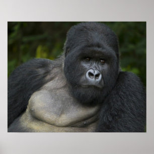 Mountain Gorilla and Silverback 5 Poster