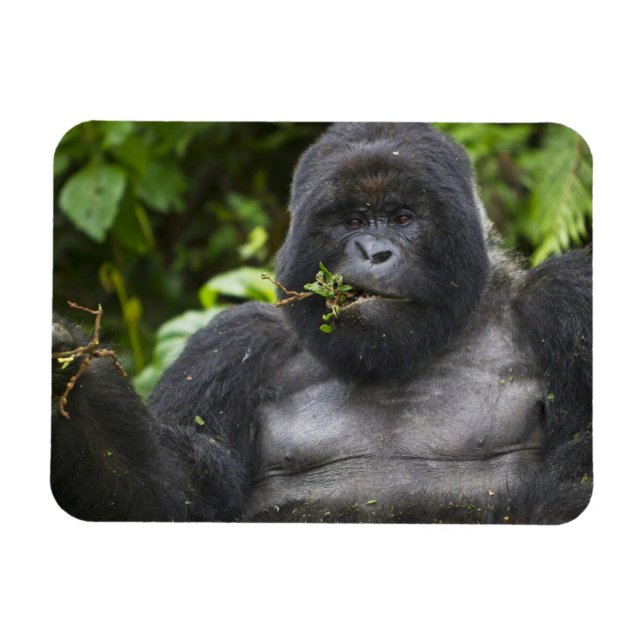 Mountain Gorilla and Silverback Magnet (Horizontal)