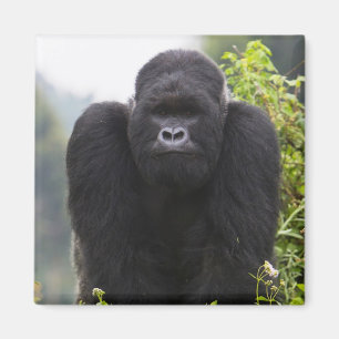 Mountain Gorilla and Silverback Magnet