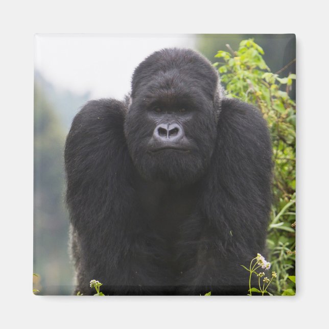 Mountain Gorilla and Silverback Magnet (Front)