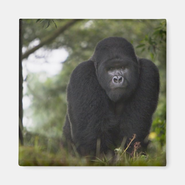 Mountain Gorilla and Silverback Magnet (Front)